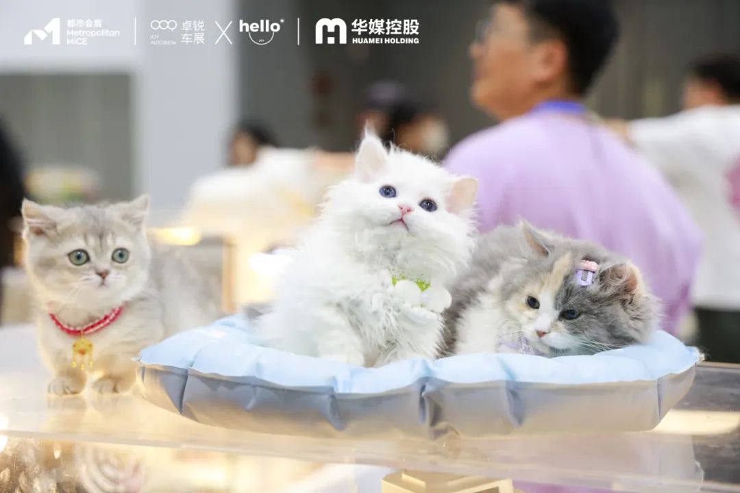 CMS杭州车展